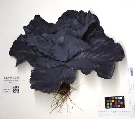 Click for 8 image(s) for this accession. PLANT